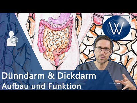 Unser Darm: Wieviel Charme steckt drin? Anatomie, Funktion &amp; Störungen von Dünndarm &amp; Dickdarm/Kolon